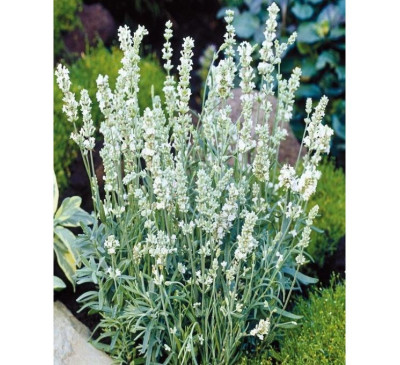 Лаванда вузьколиста англійська  "Blue Mountain White"  , насіння